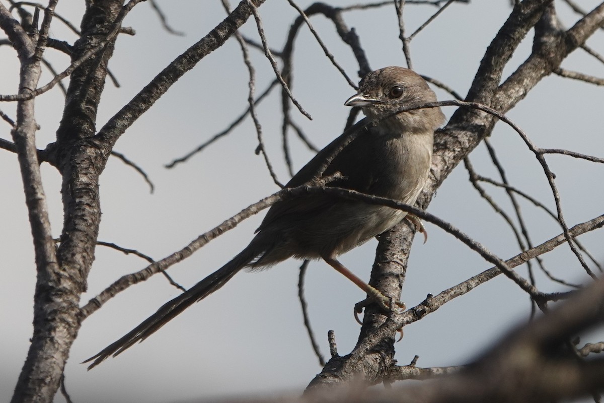 krattpiggstjert - ML644375290