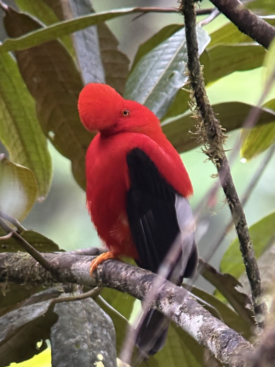 Andean Cock-of-the-rock - ML644375292