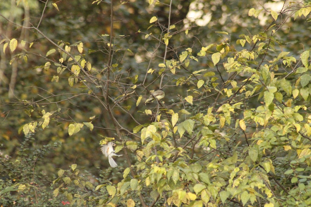 Американская гренадерка - ML644375297