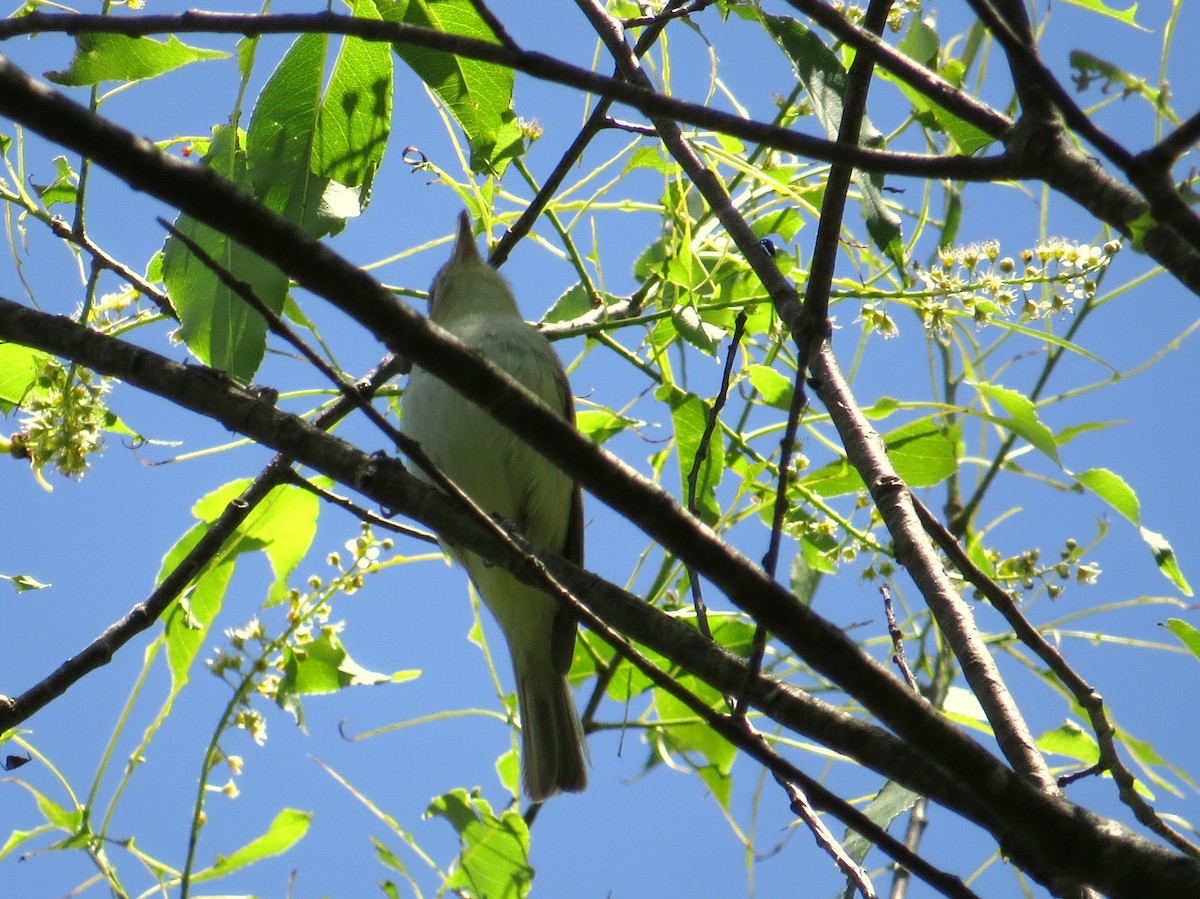 Eastern Warbling Vireo - ML644375314