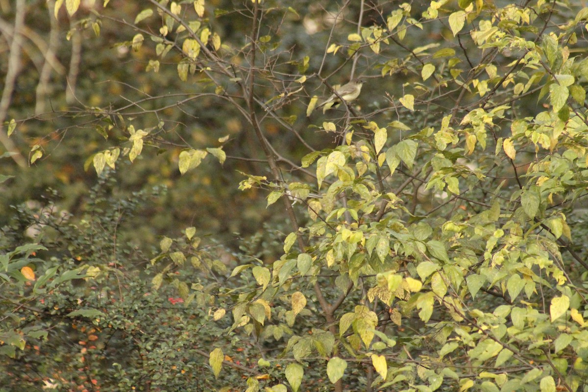 Светлобрюхий фиби - ML644375315