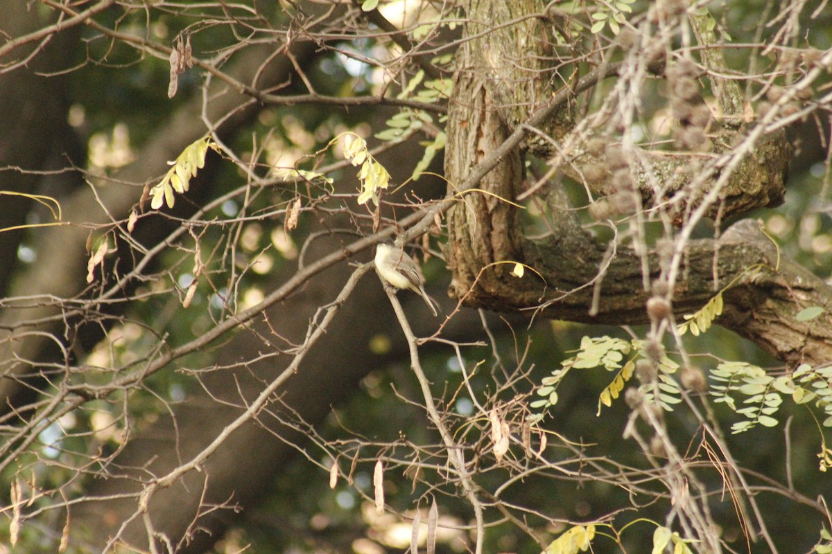 Светлобрюхий фиби - ML644375318