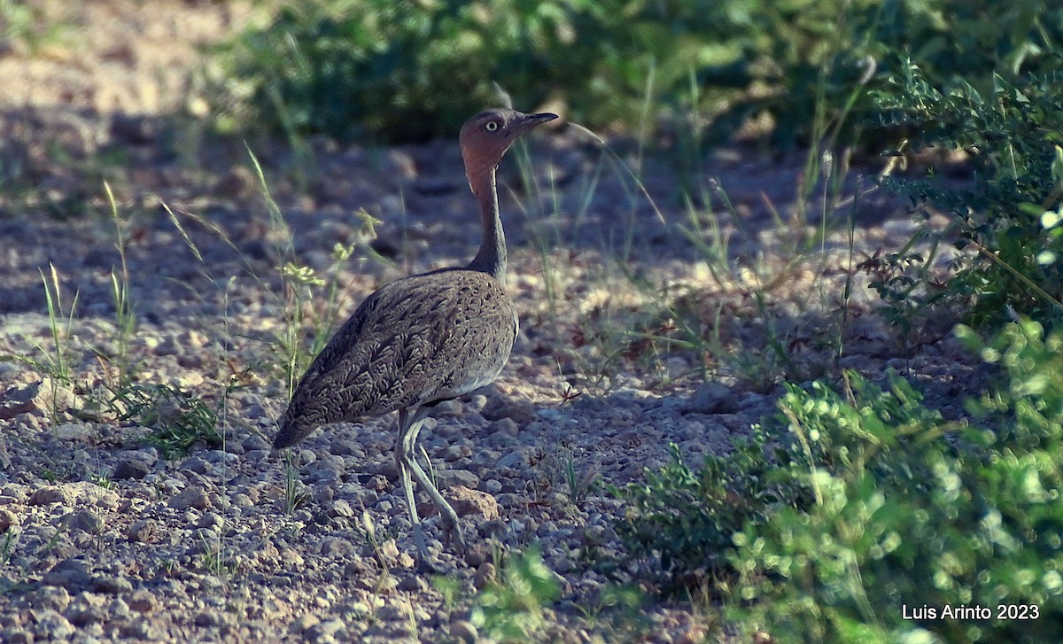 Buff-crested Bustard - ML644375319