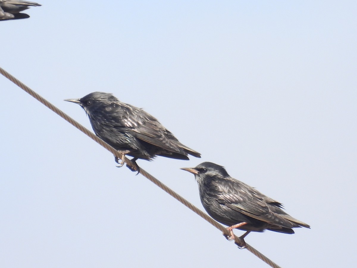 Einfarbstar - ML644375321