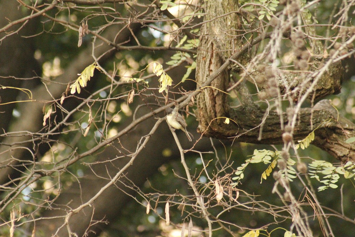 Светлобрюхий фиби - ML644375323