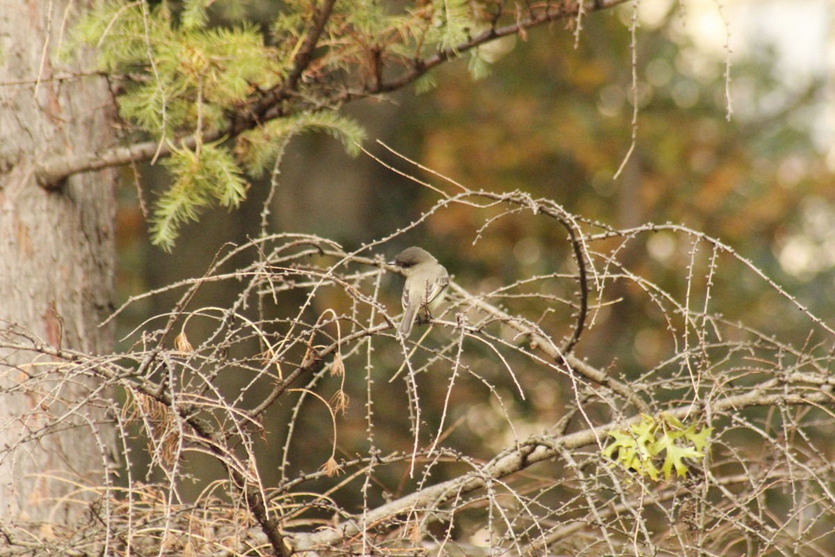 Светлобрюхий фиби - ML644375330