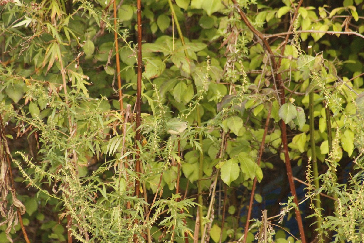 Рубиноголовый королёк - ML644375331