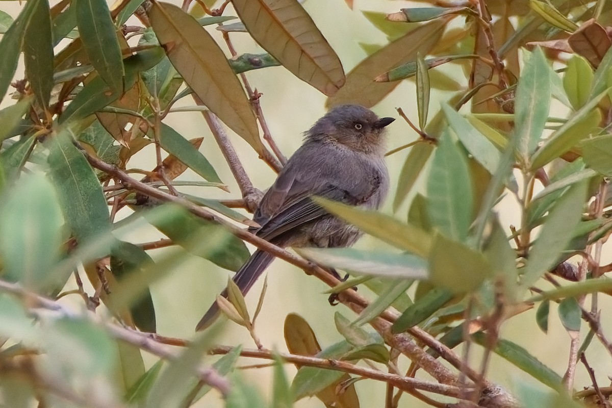 ヤブガラ - ML644375333