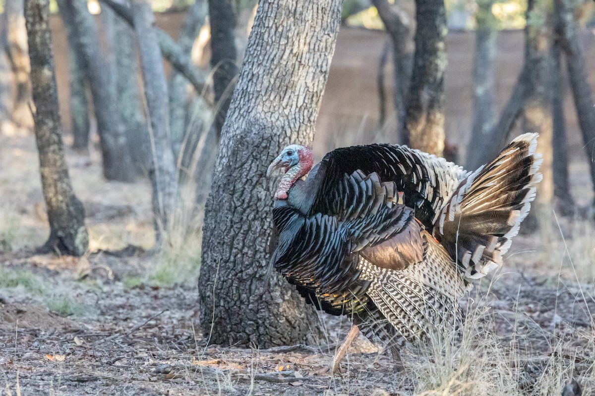 Wild Turkey - ML644375334