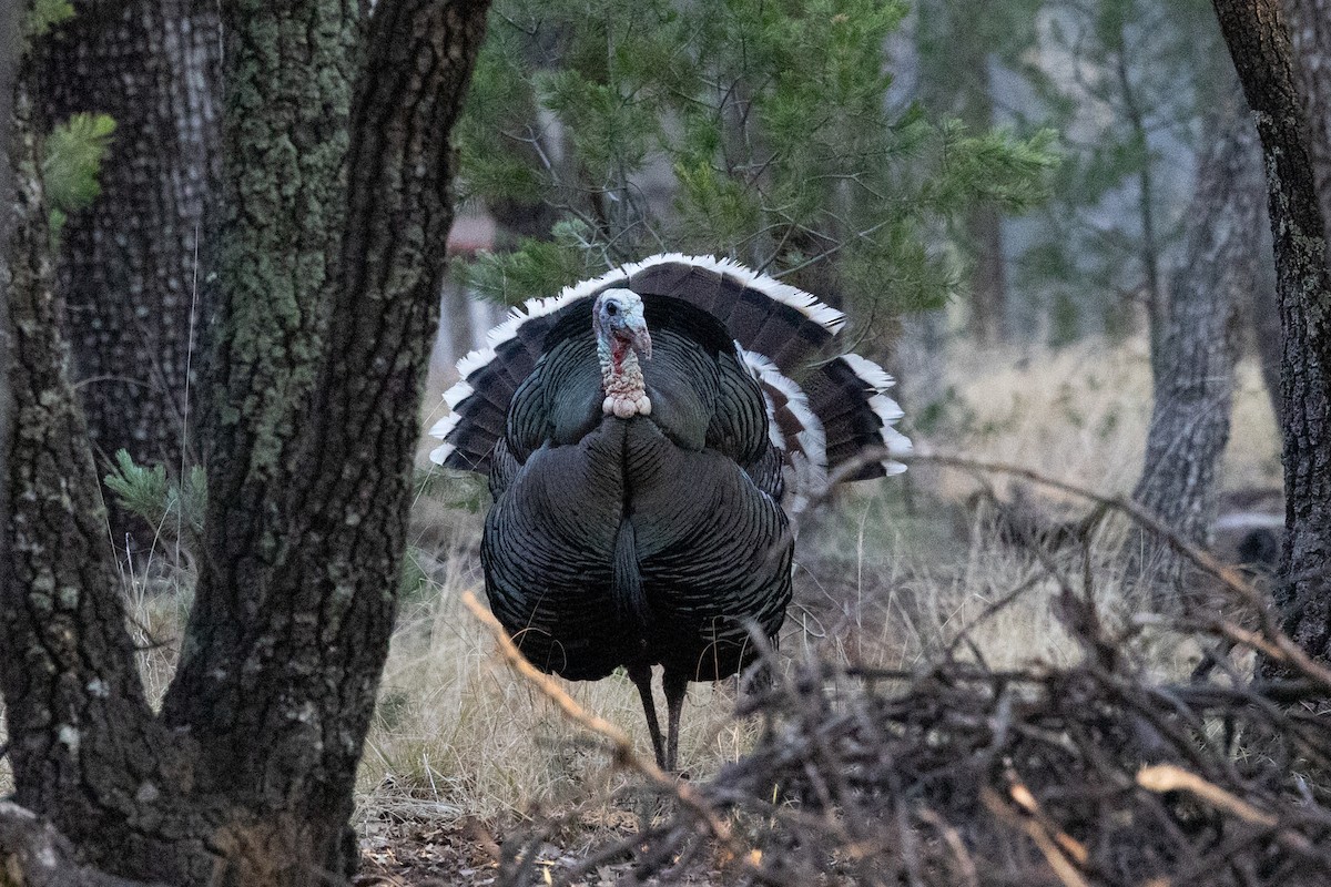 Wild Turkey - ML644375335