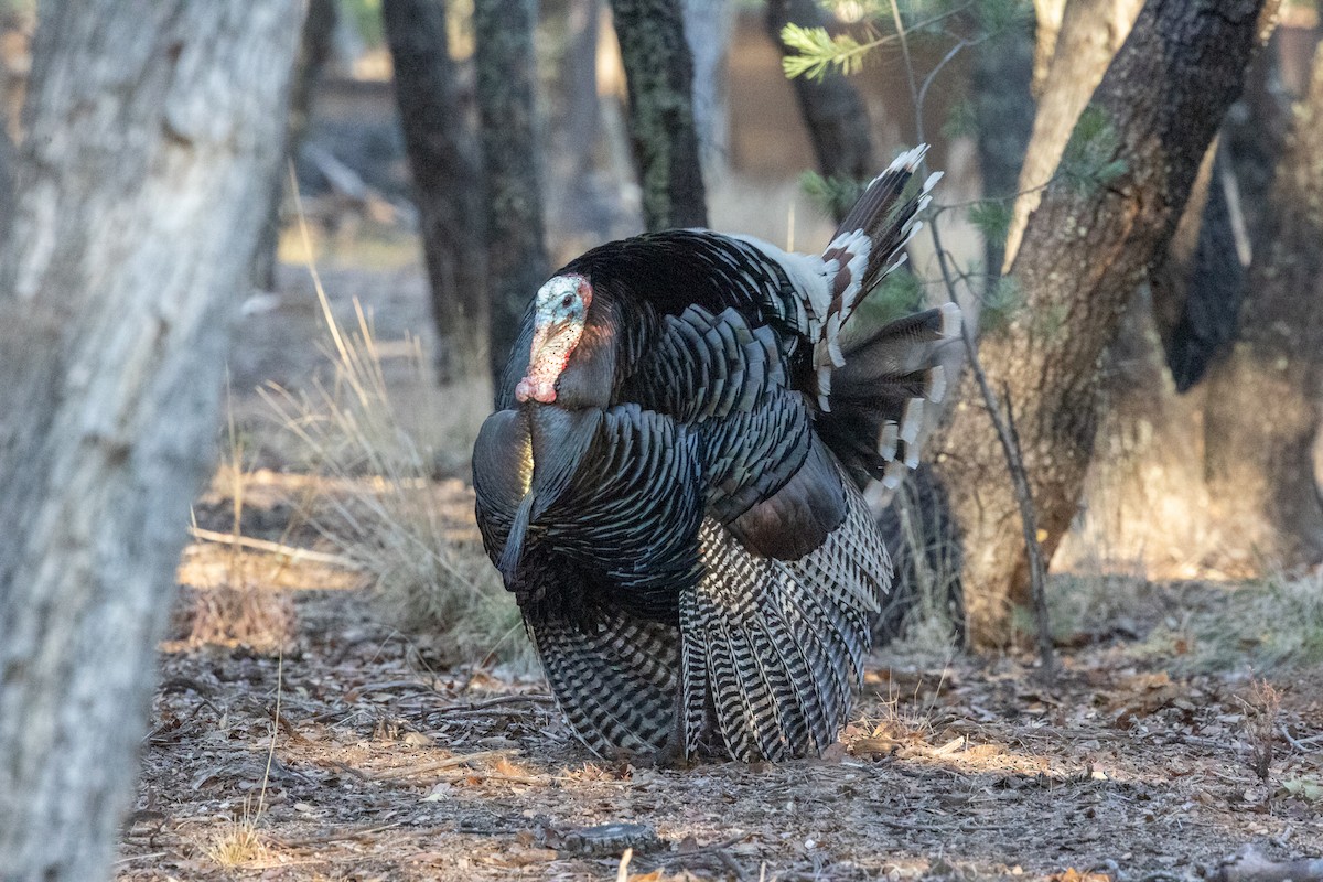 Wild Turkey - ML644375336