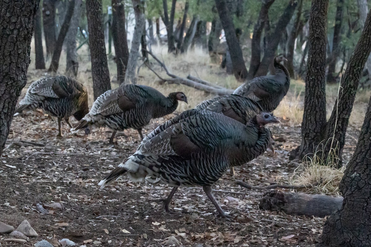 Wild Turkey - ML644375337