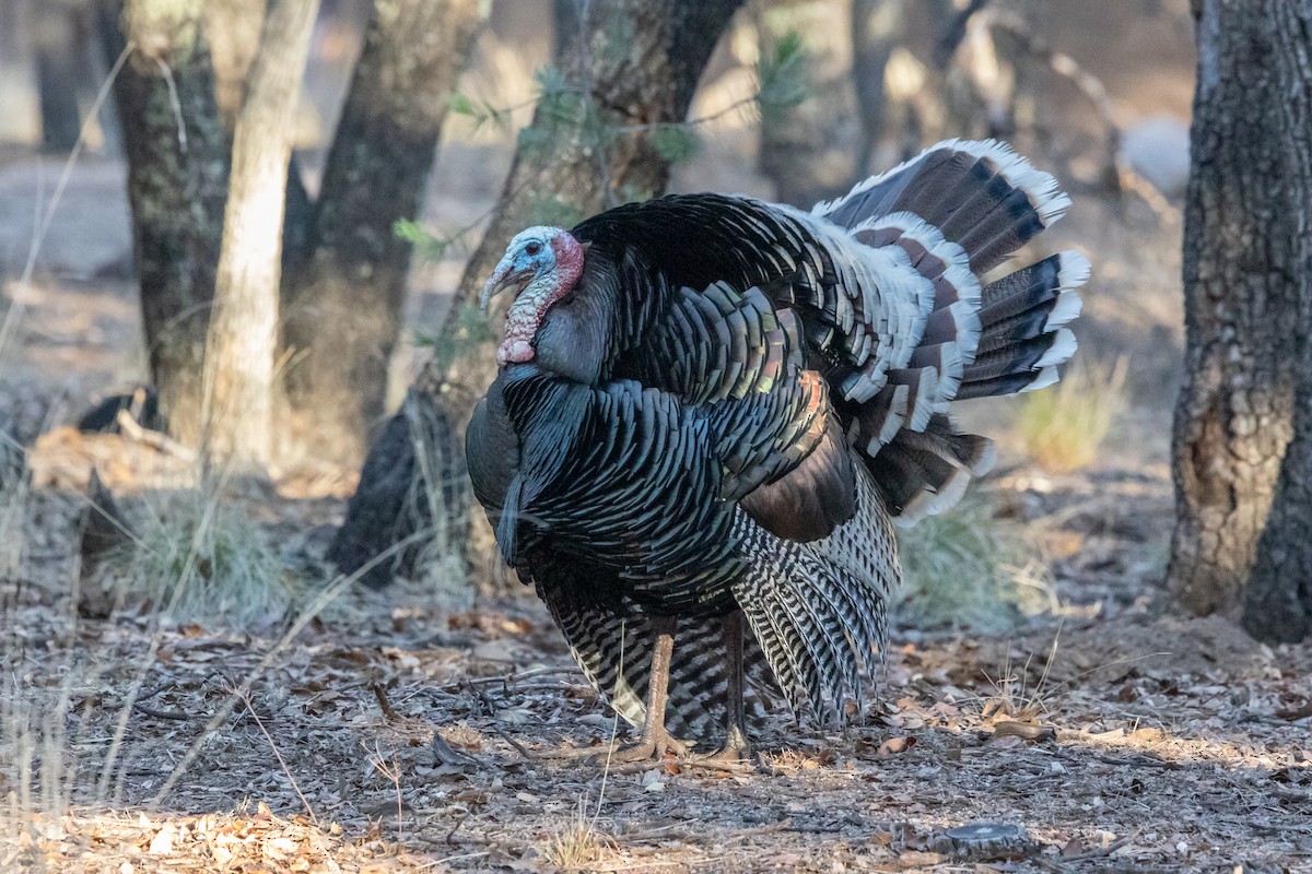 Wild Turkey - ML644375338