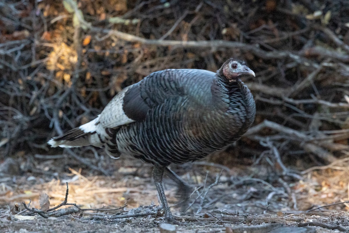 Wild Turkey - ML644375339