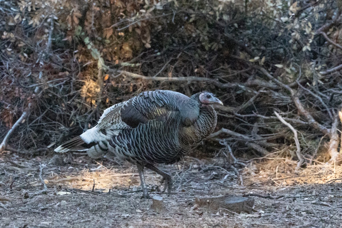 Wild Turkey - ML644375340