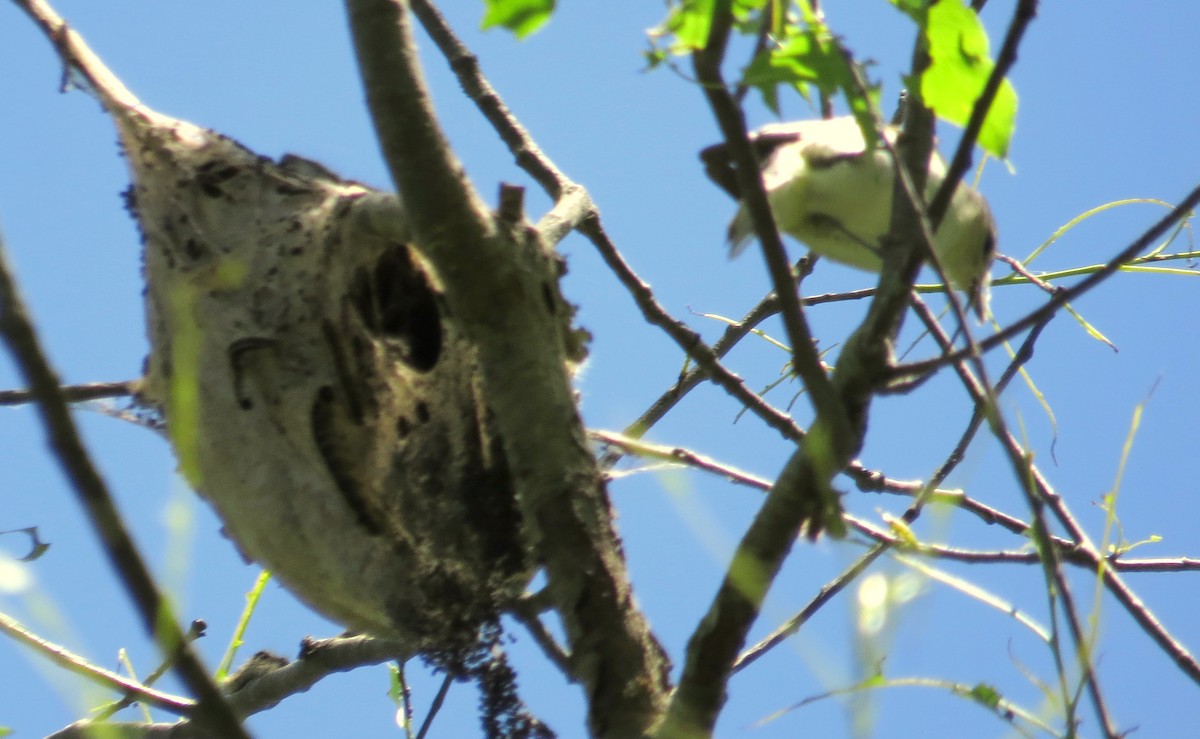 Eastern Warbling Vireo - ML644375341