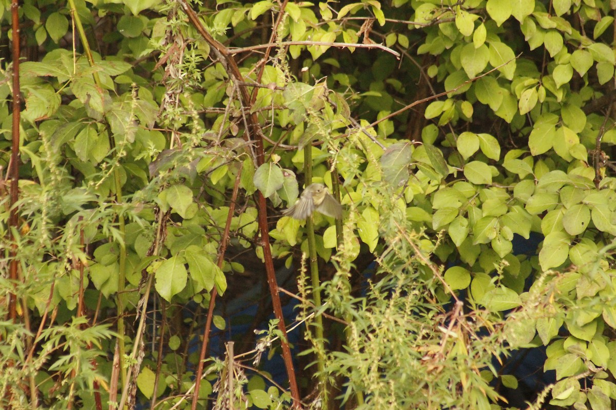 Рубиноголовый королёк - ML644375343