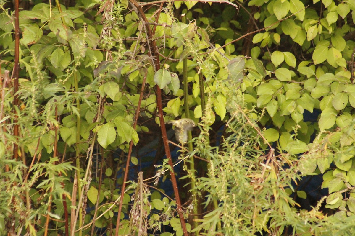 Рубиноголовый королёк - ML644375346