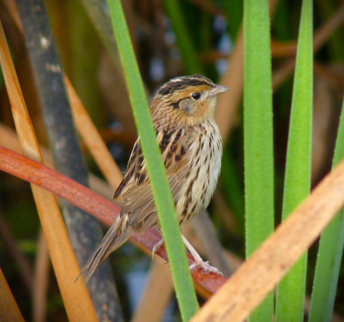 gråørespurv - ML644375347