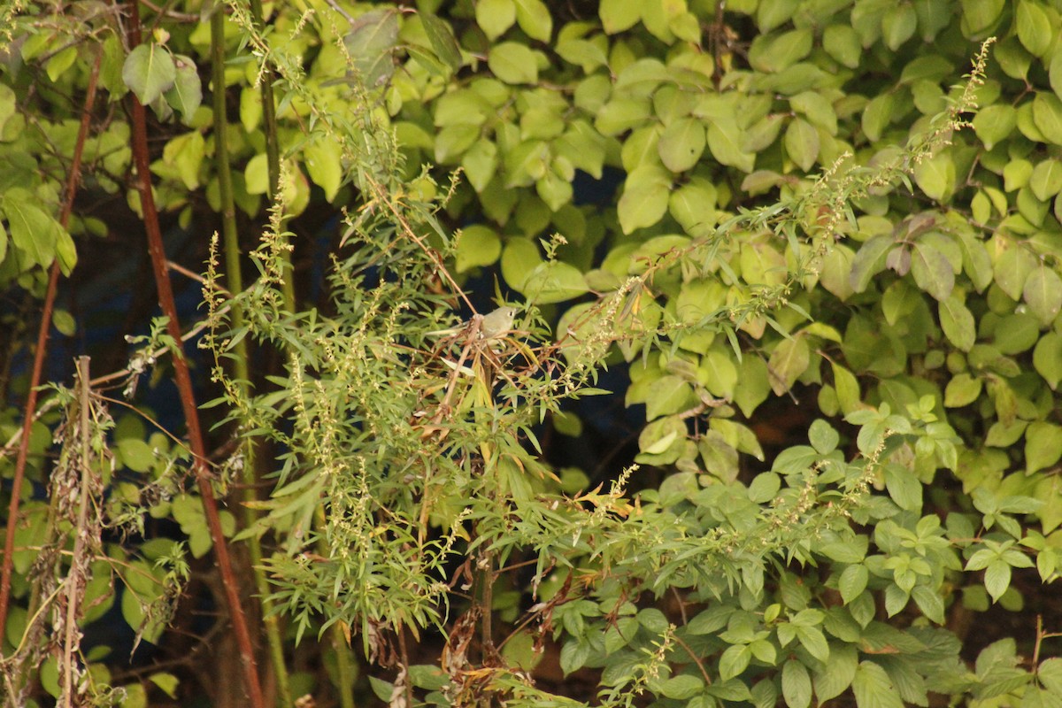 Рубиноголовый королёк - ML644375348