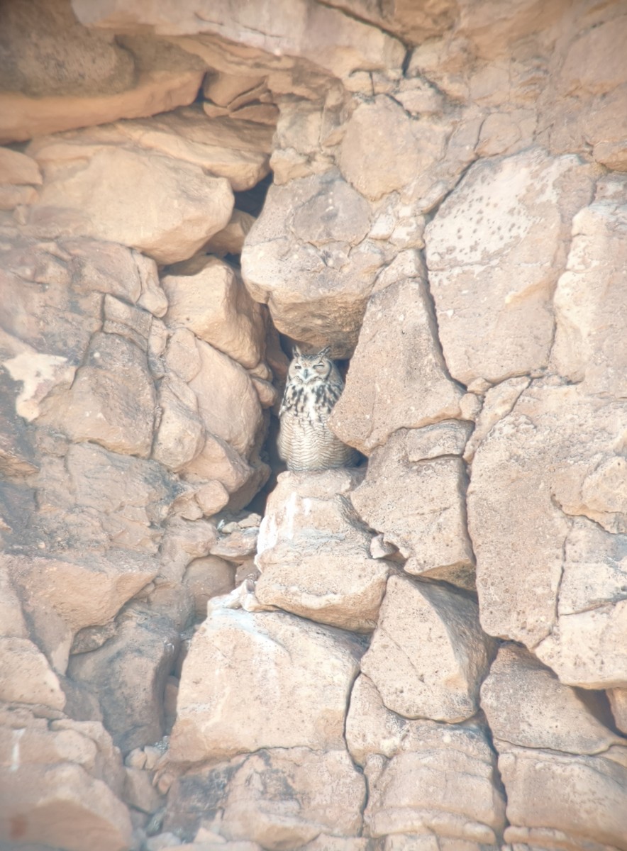 Wüstenuhu - ML644375349