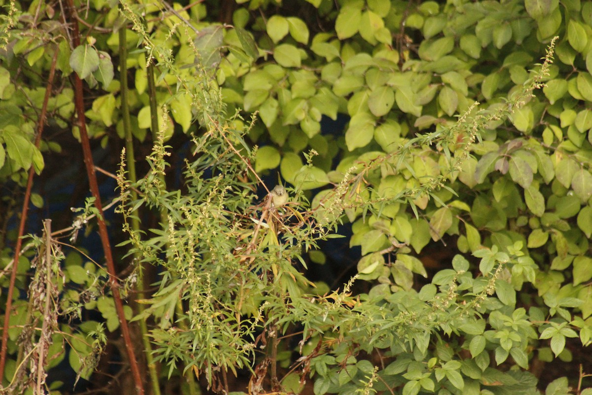 Рубиноголовый королёк - ML644375352