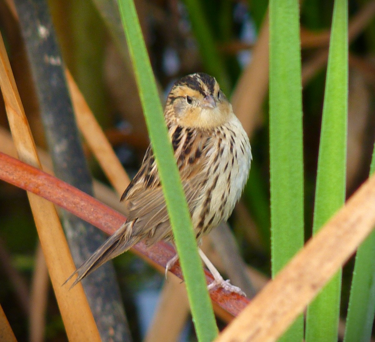 gråørespurv - ML644375355