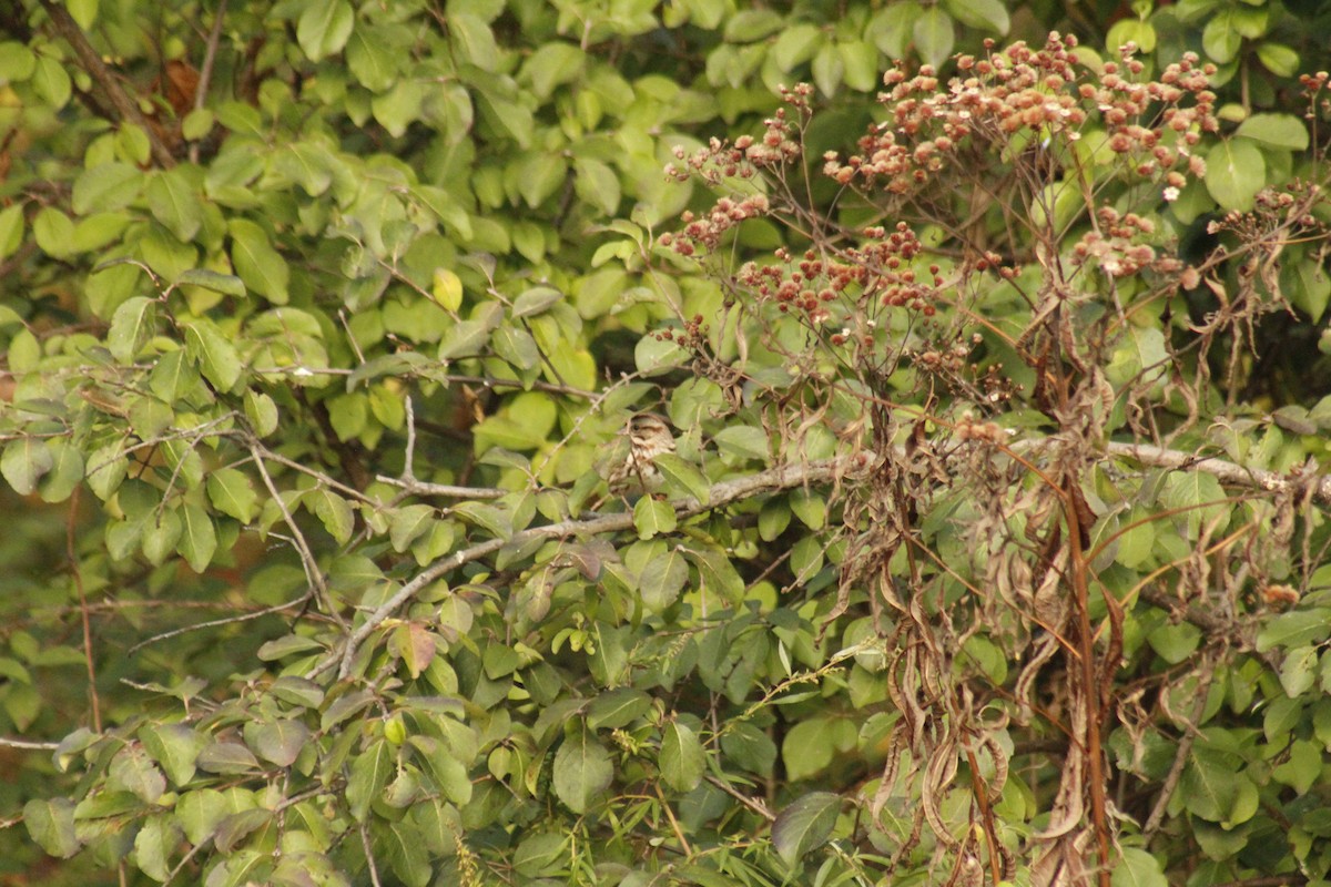 Певчая овсянка - ML644375359