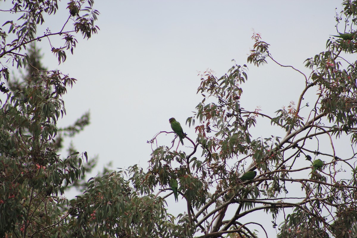 Alev Başlıklı Papağan - ML644375365