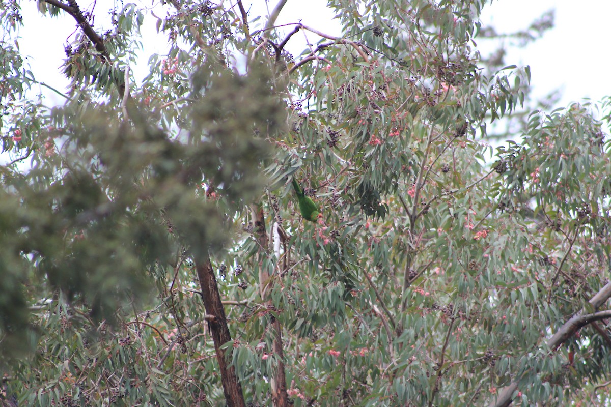 Alev Başlıklı Papağan - ML644375366