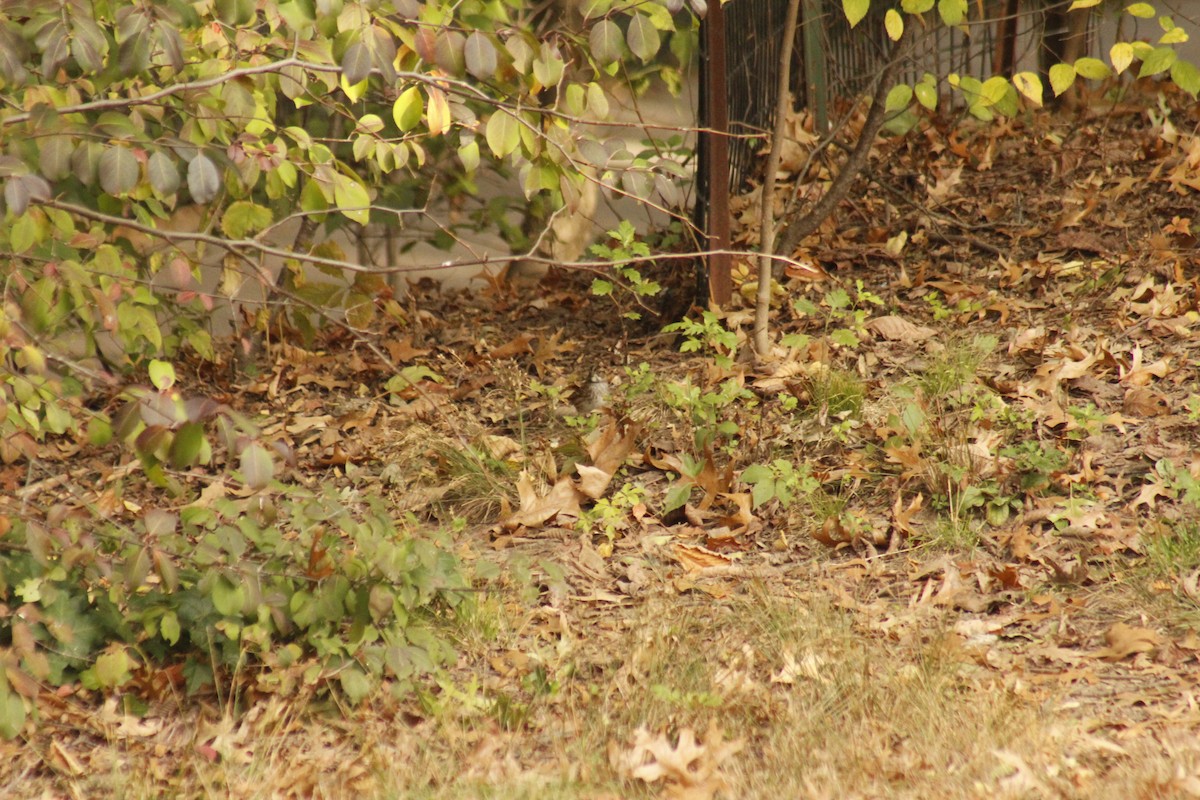 Белогорлая зонотрихия - ML644375369