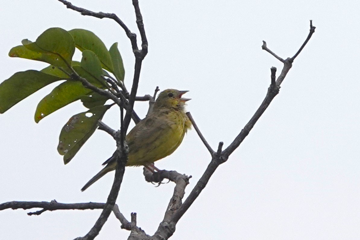 Stripe-tailed Yellow-Finch - ML644375376