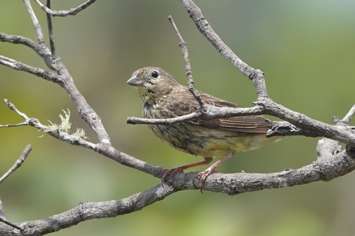Stripe-tailed Yellow-Finch - ML644375377