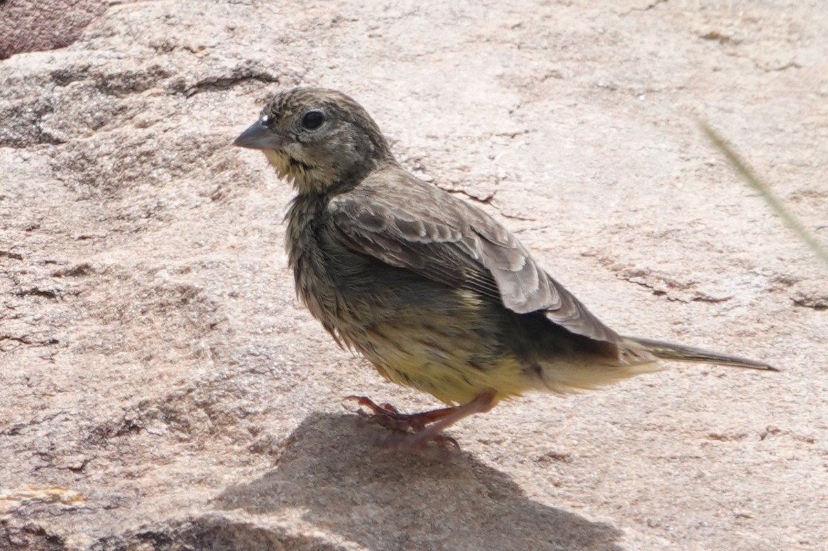 Stripe-tailed Yellow-Finch - ML644375378