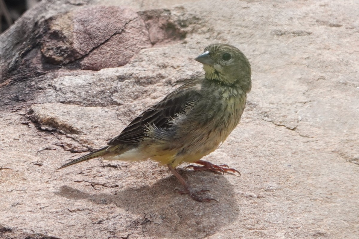 Stripe-tailed Yellow-Finch - ML644375379