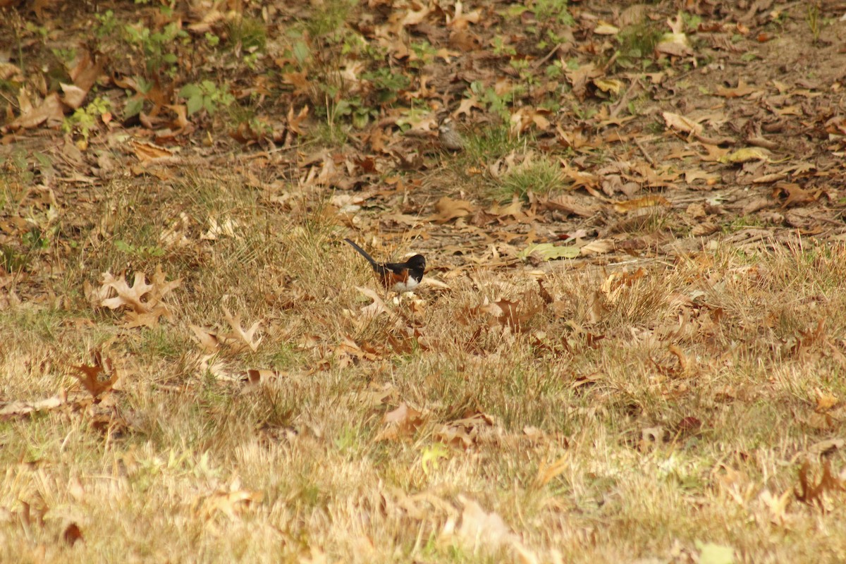 Красноглазый тохи - ML644375385