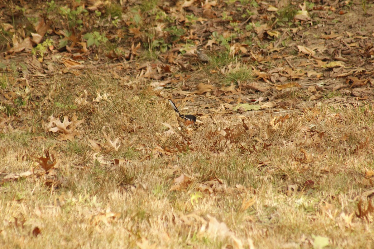 Красноглазый тохи - ML644375387