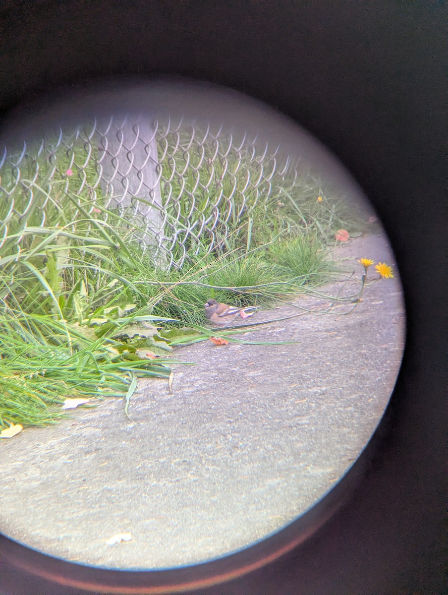 strnadec zimní - ML644375389