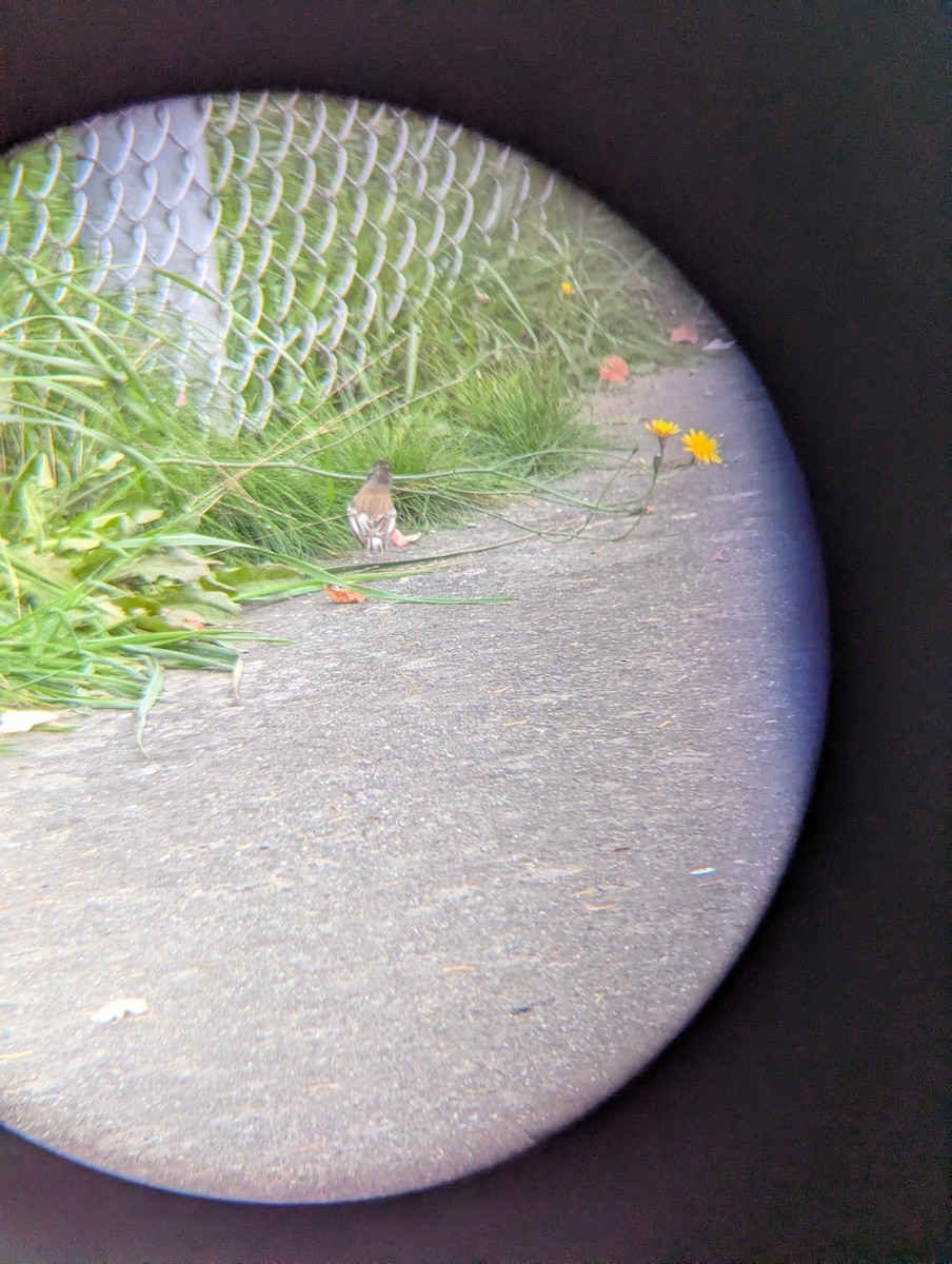 strnadec zimní - ML644375390