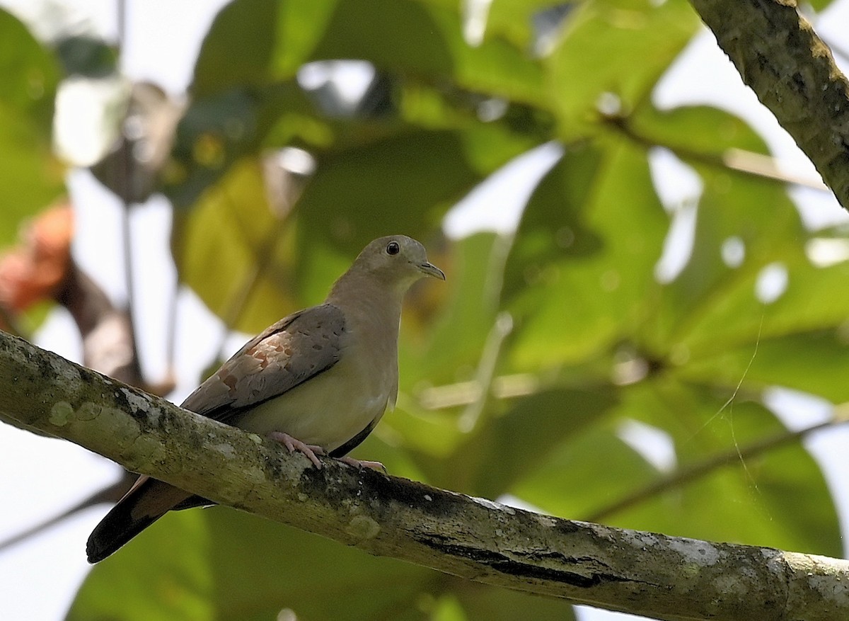 Талпакоті сірий - ML644375406