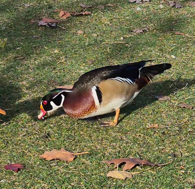 Wood Duck - ML644375414