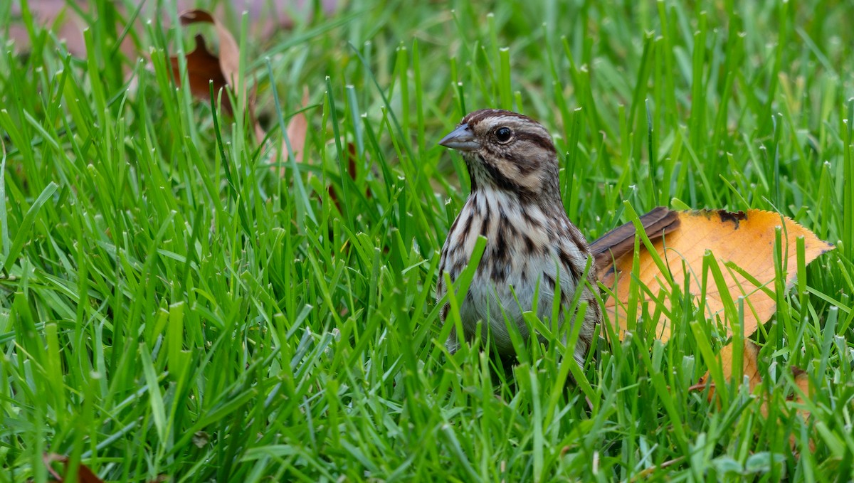 sangspurv - ML644375417