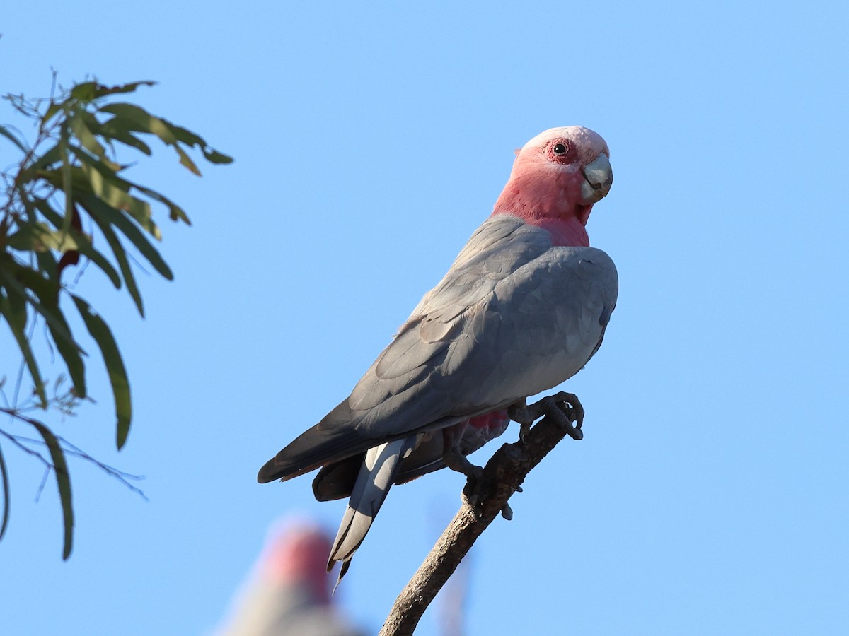 Какаду рожевий - ML644375418