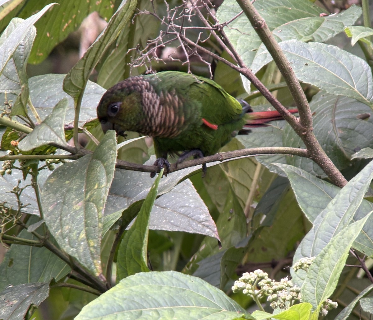 Conure de Souancé (pacifica) - ML644375430