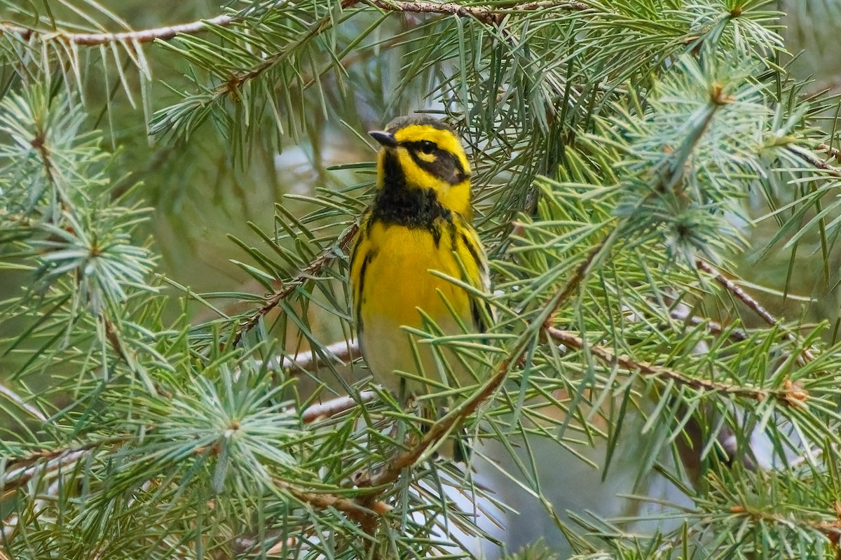 Townsend's Warbler - ML644375434