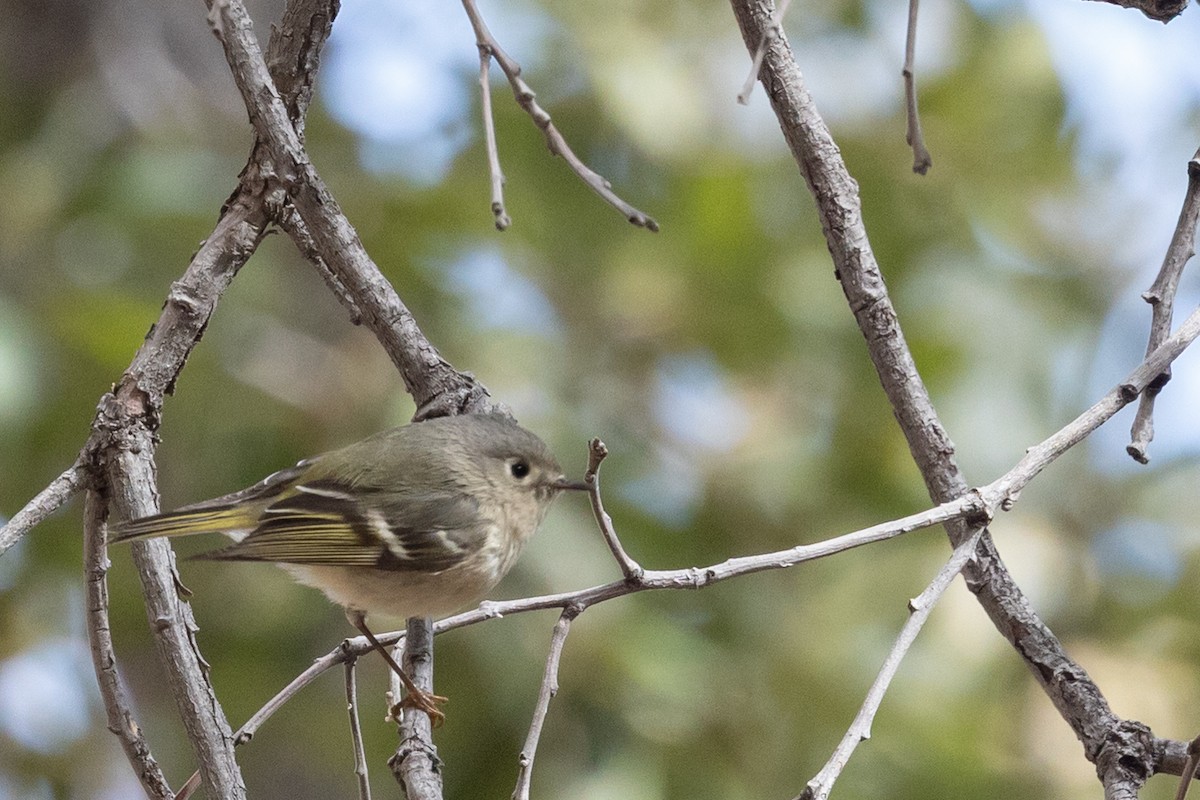 Ruby-crowned Kinglet - ML644375435