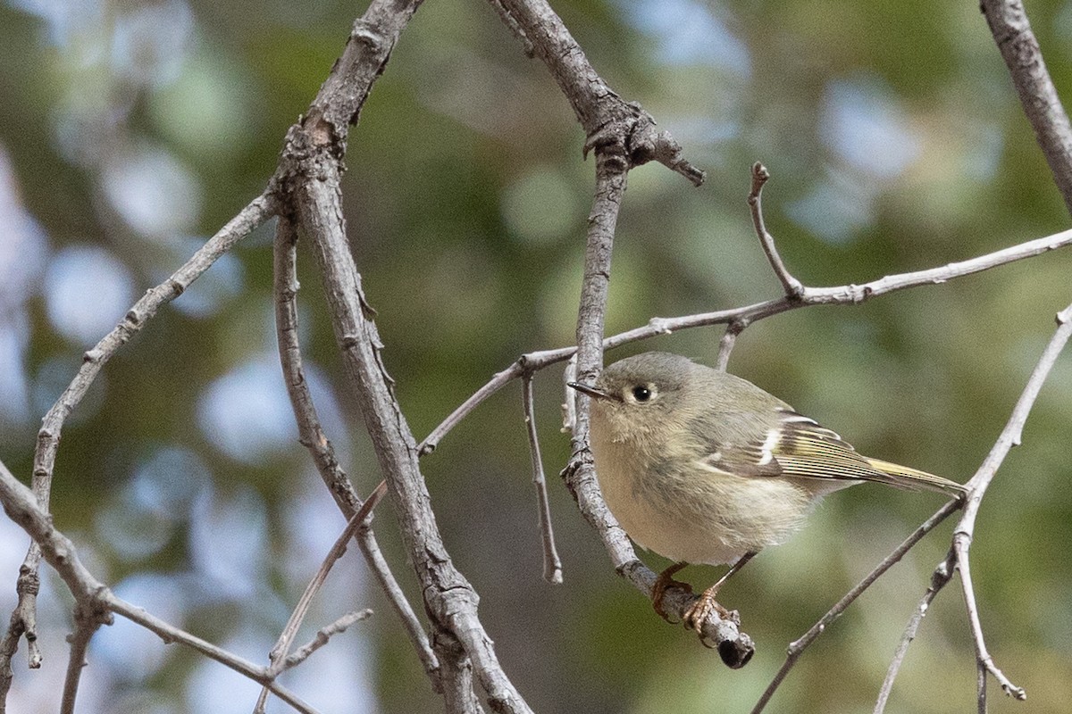 Ruby-crowned Kinglet - ML644375436