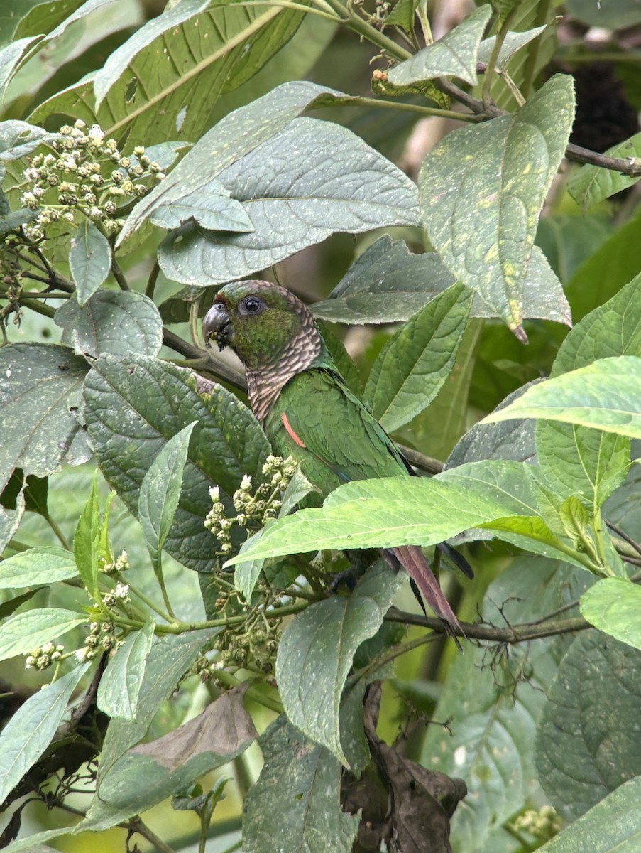 Conure de Souancé (pacifica) - ML644375437