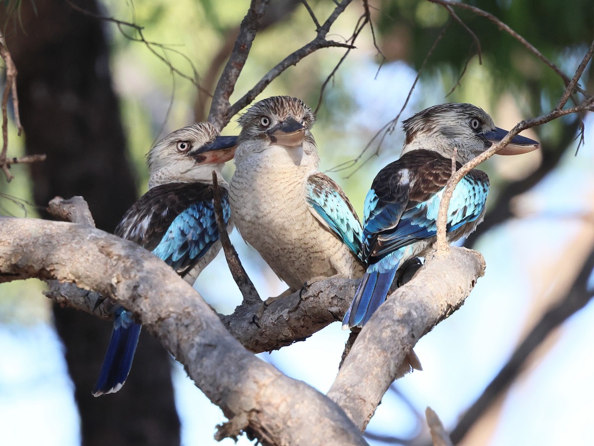 Blue-winged Kookaburra - ML644375438