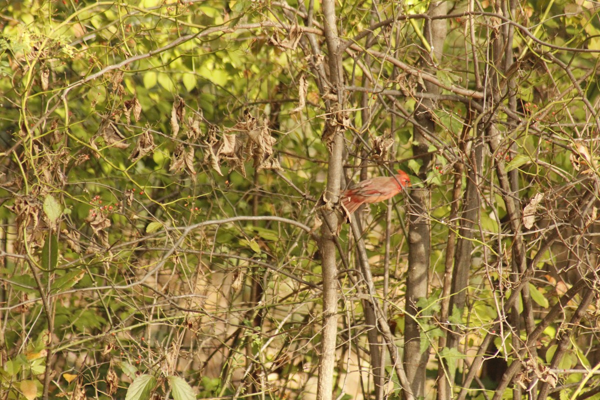 Красный кардинал - ML644375440